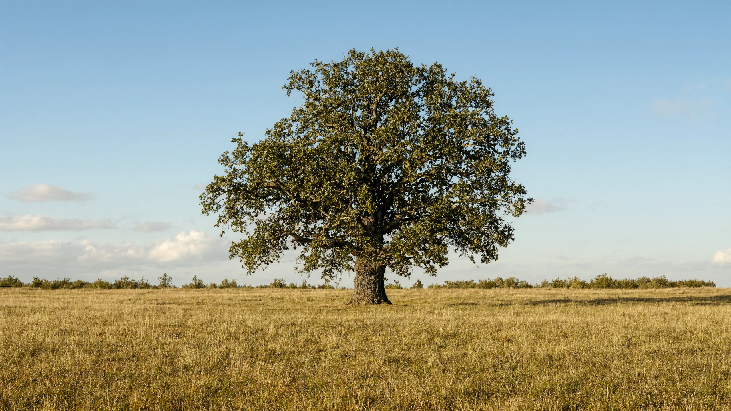 A lone oak standing in a golden field under a clear blue sky.